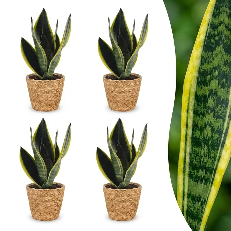 Sansevieria Future Superb - Vrouwentong - 4 Planten - met Mand