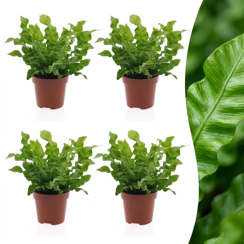 Asplenium Crispy Wave - 4 Planten