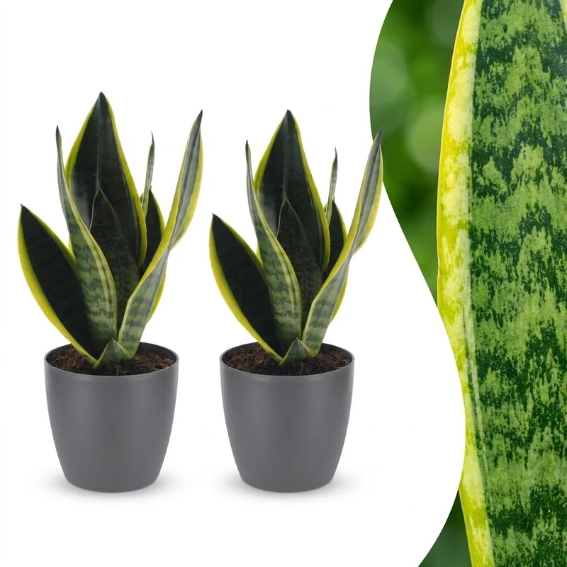 Sansevieria Future Superb - Vrouwentong - 2 Planten - met grijze pot