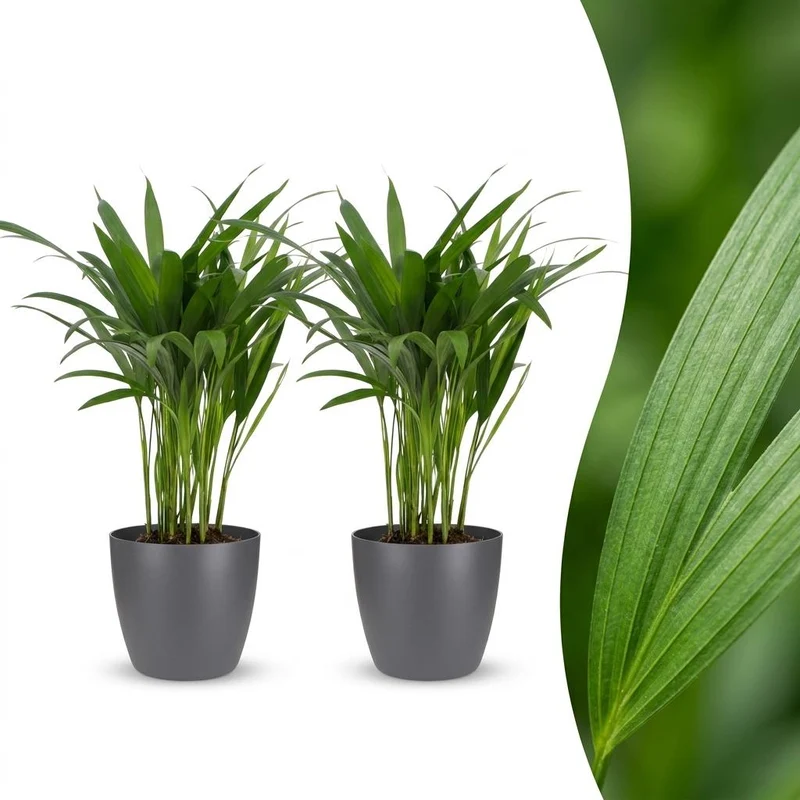 2x Areca Lutescens - Goudpalm met grijze pot