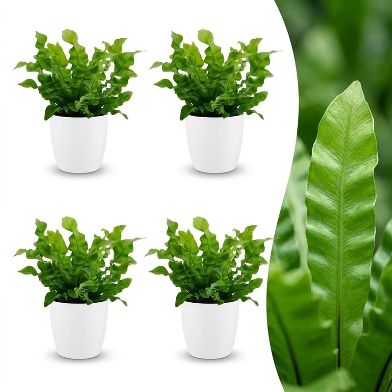 Asplenium Crispy Wave - 4 Planten - met witte pot