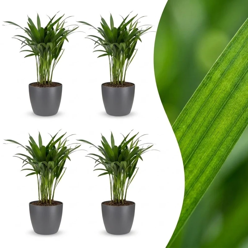 4x Areca Lutescens - Goudpalm met grijze pot