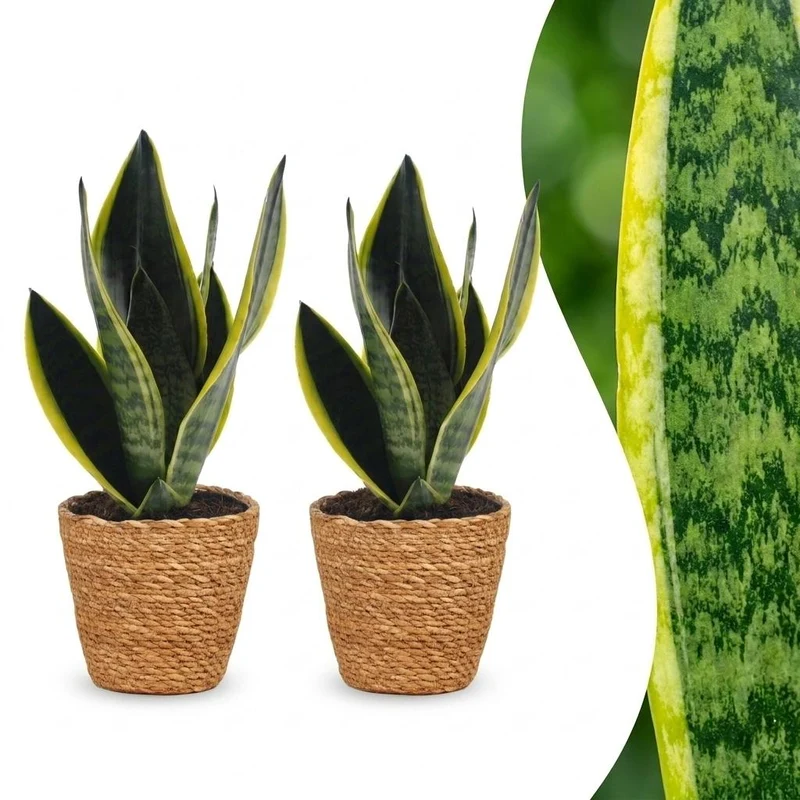 Sansevieria Future Superb - Vrouwentong - 2 Planten - met Mand