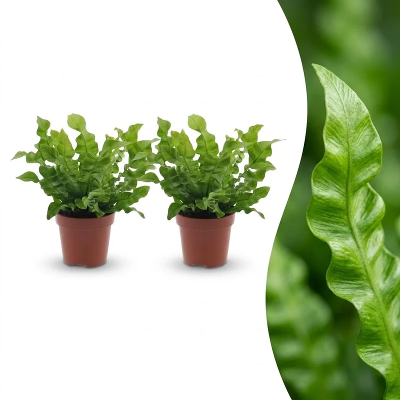 2x Asplenium Crispy Wave - Asplenium Crispy Wave - 2 Planten