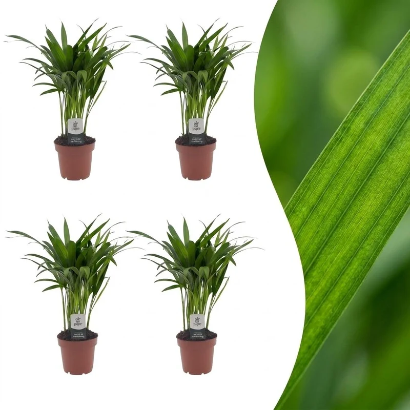 4x Areca Lutescens - Goudpalm