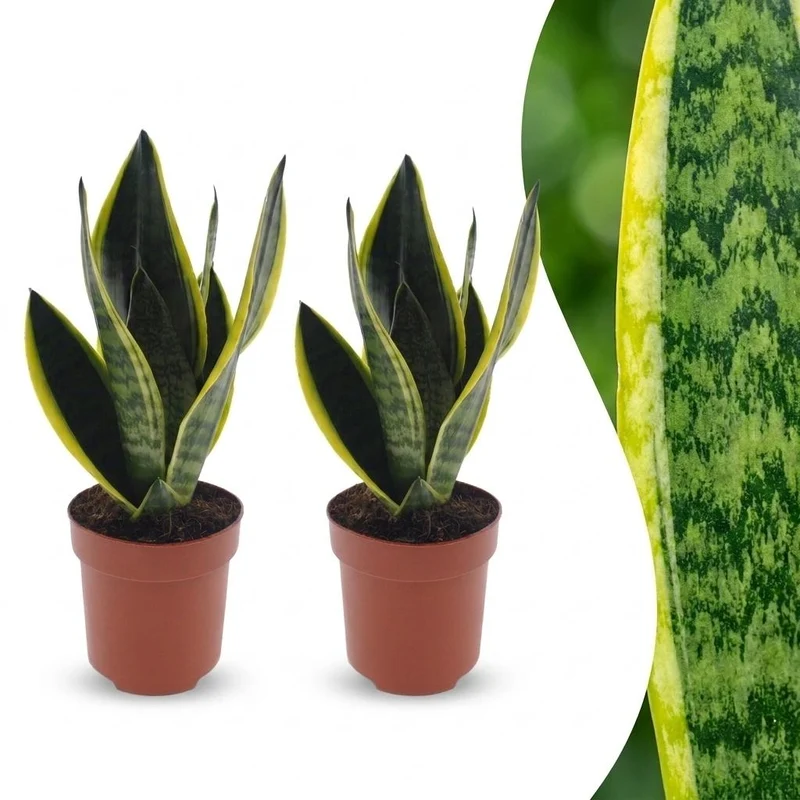 Sansevieria Future Superb - Vrouwentong - 2 Planten