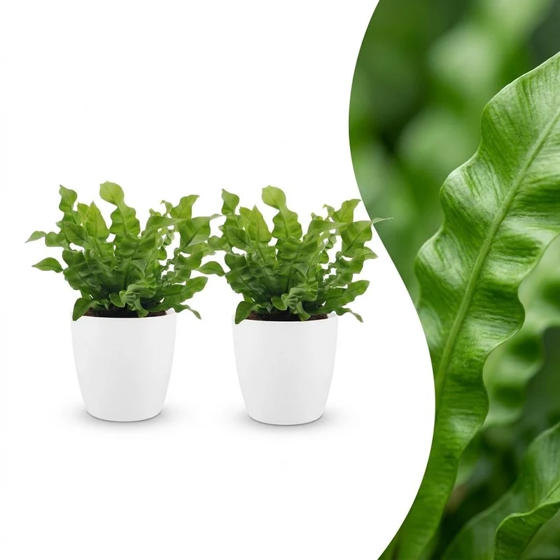 2x Asplenium Crispy Wave met witte pot