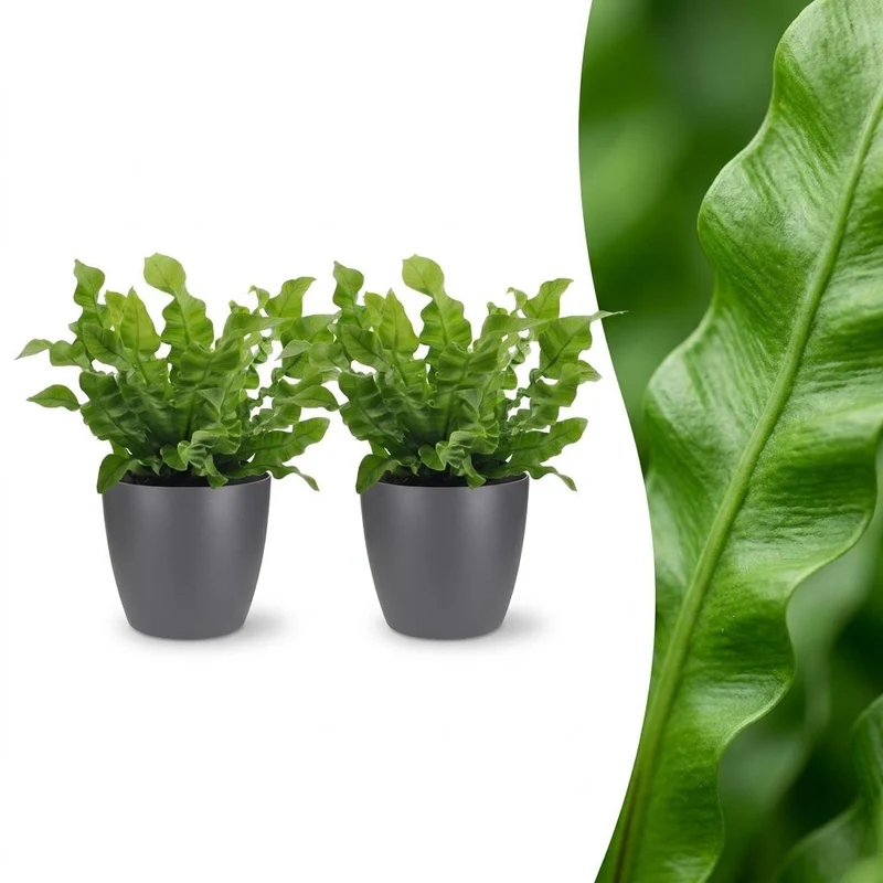 2x Asplenium Crispy Wave met grijze pot