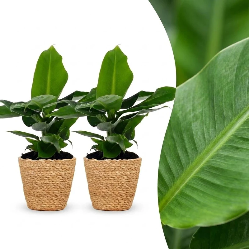 2x Musa Oriental Dwarf - Dwergbanaan met Zeegras Mand