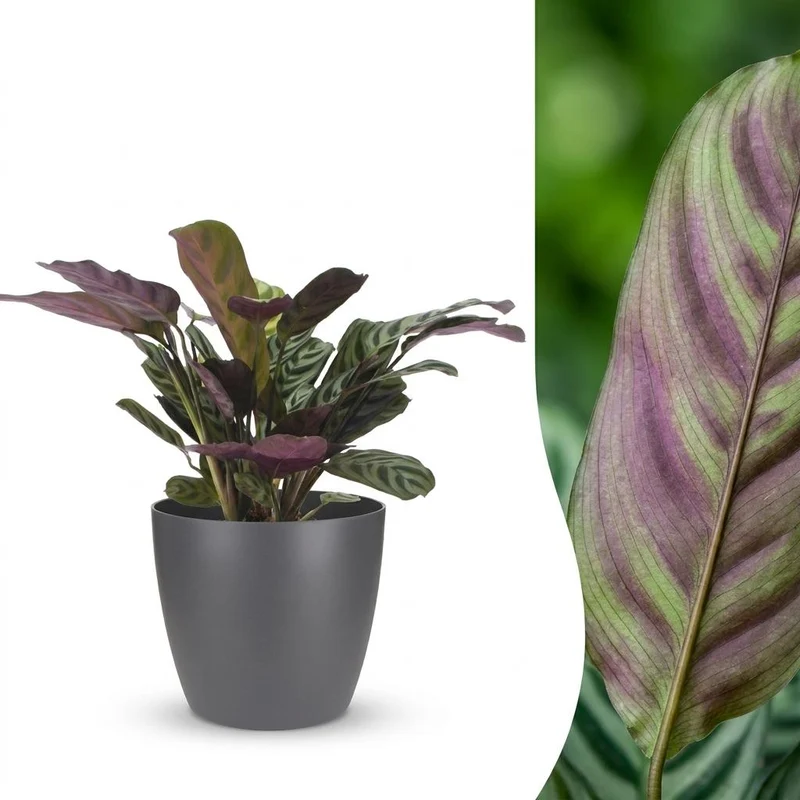 Ctenanthe Burle Marxii - Visgraatplant - met grijze pot
