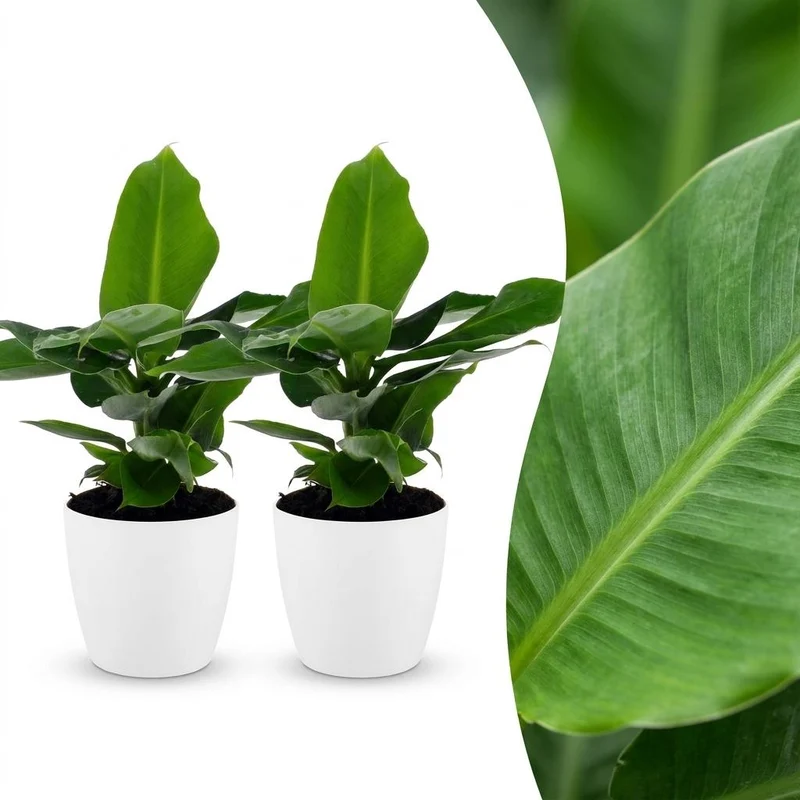 2x Musa Oriental Dwarf - Dwergbanaan met witte pot