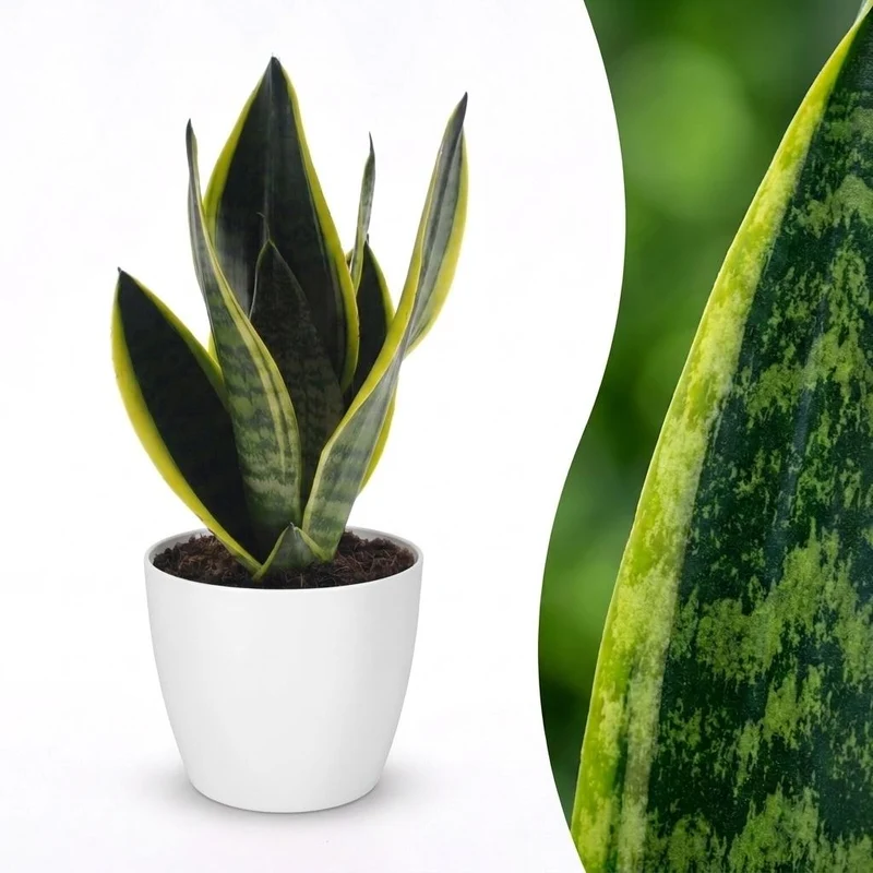 Sansevieria Future Superb - Vrouwentong - met witte pot