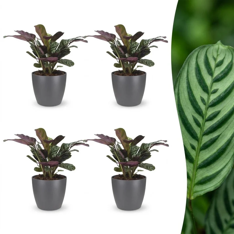 Ctenanthe Burle Marxii - Visgraatplant - 4 Planten - met grijze pot