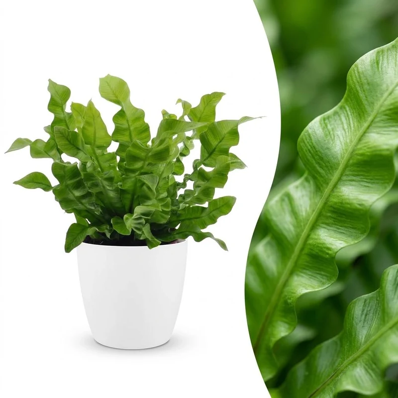 Asplenium Crispy Wave - met witte pot
