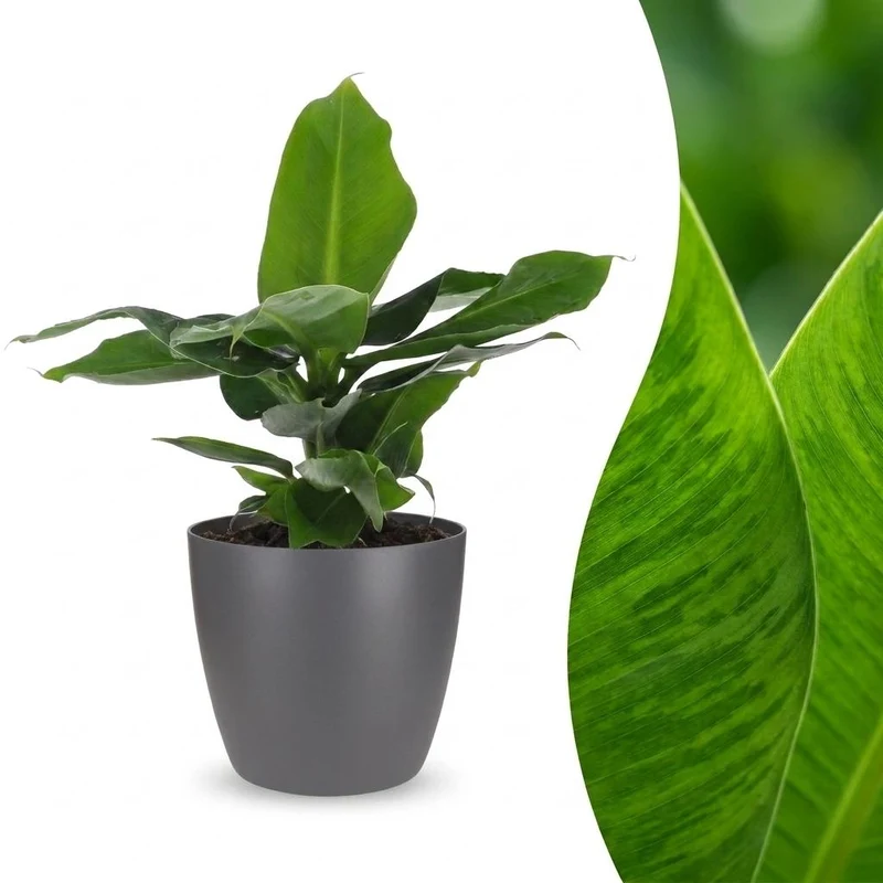 Musa Oriental Dwarf - Dwergbanaan - met grijze pot