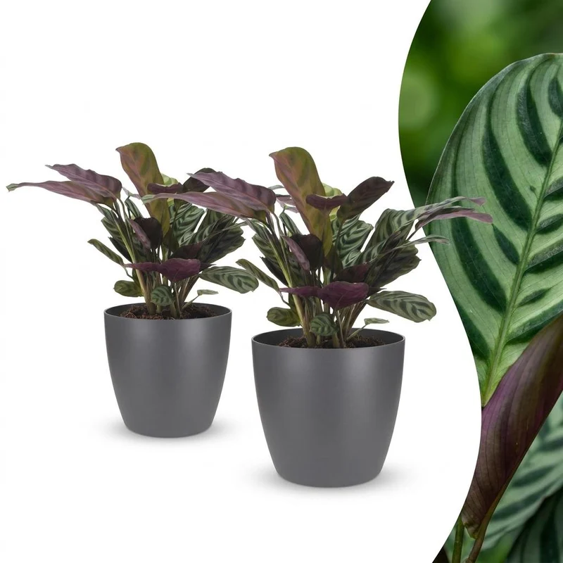 2x Ctenanthe Burle Marxii - Visgraatplant met grijze pot