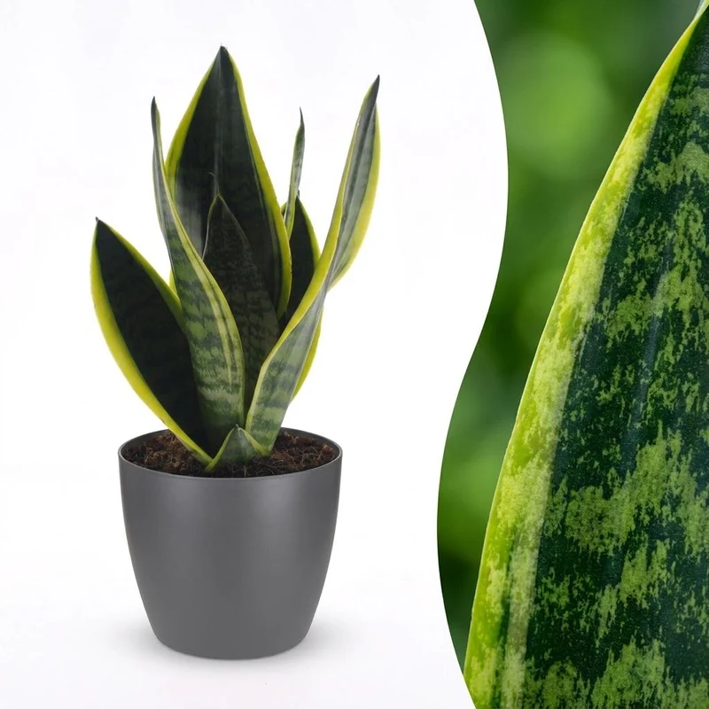 Sansevieria Future Superb - Vrouwentong - met grijze pot