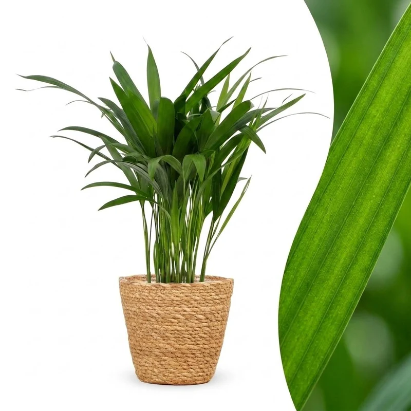 Areca Lutescens - Goudpalm - met Mand