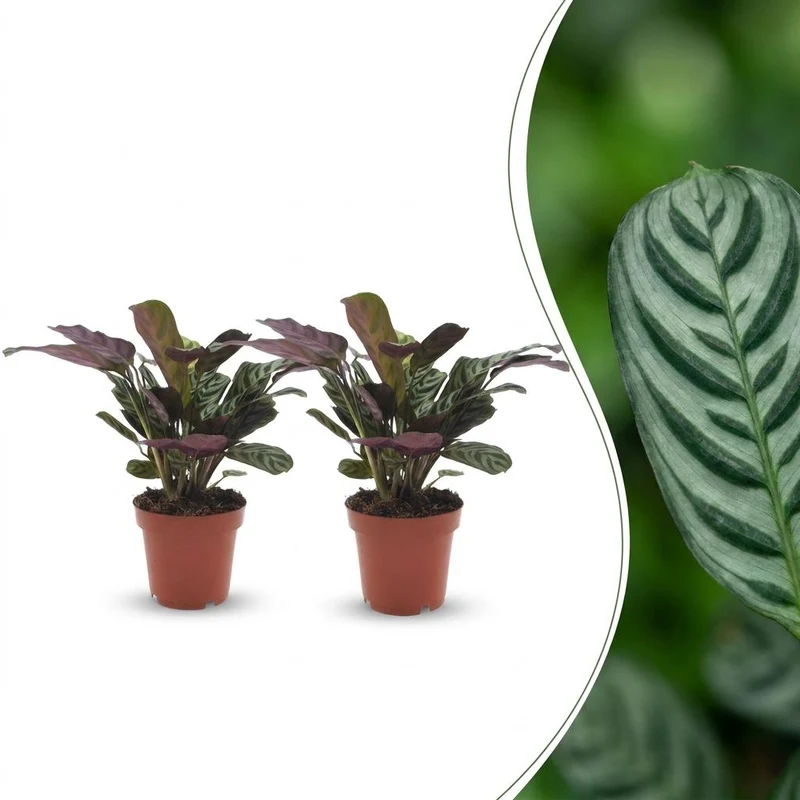 2x Ctenanthe Burle Marxii - Visgraatplant