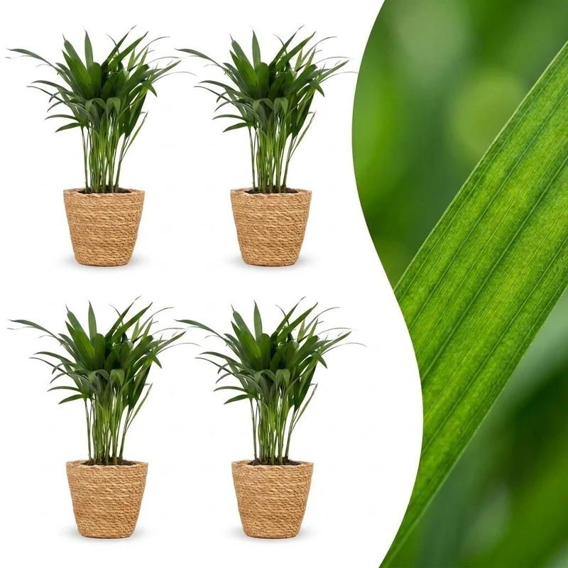 4x Areca Lutescens - Goudpalm met Mand