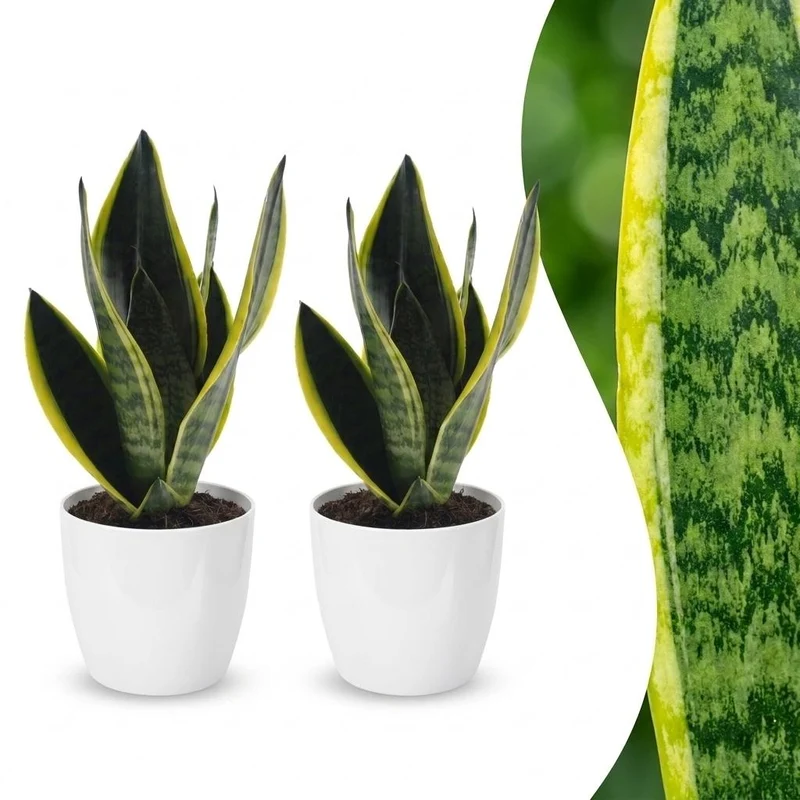 Sansevieria Future Superb - Vrouwentong - 2 Planten - met witte pot