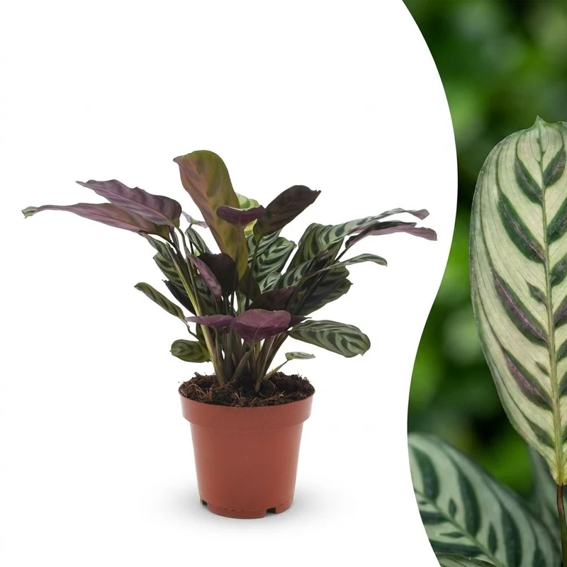 Ctenanthe Burle Marxii - Visgraatplant