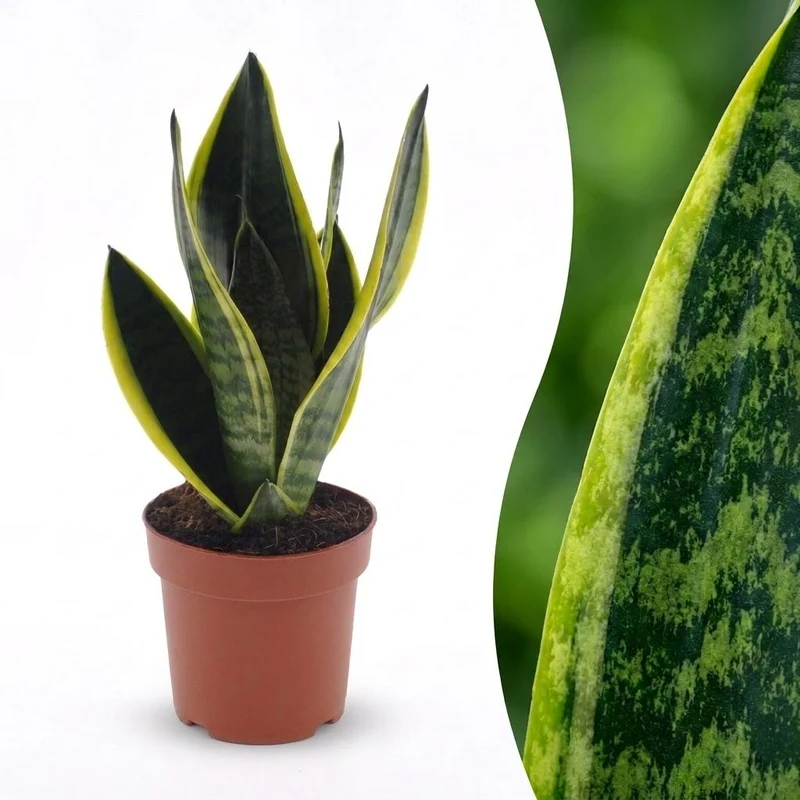 Sansevieria Future Superb - Vrouwentong