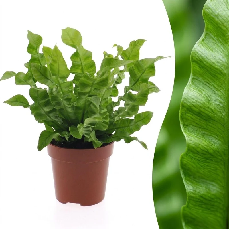 Asplenium Crispy Wave