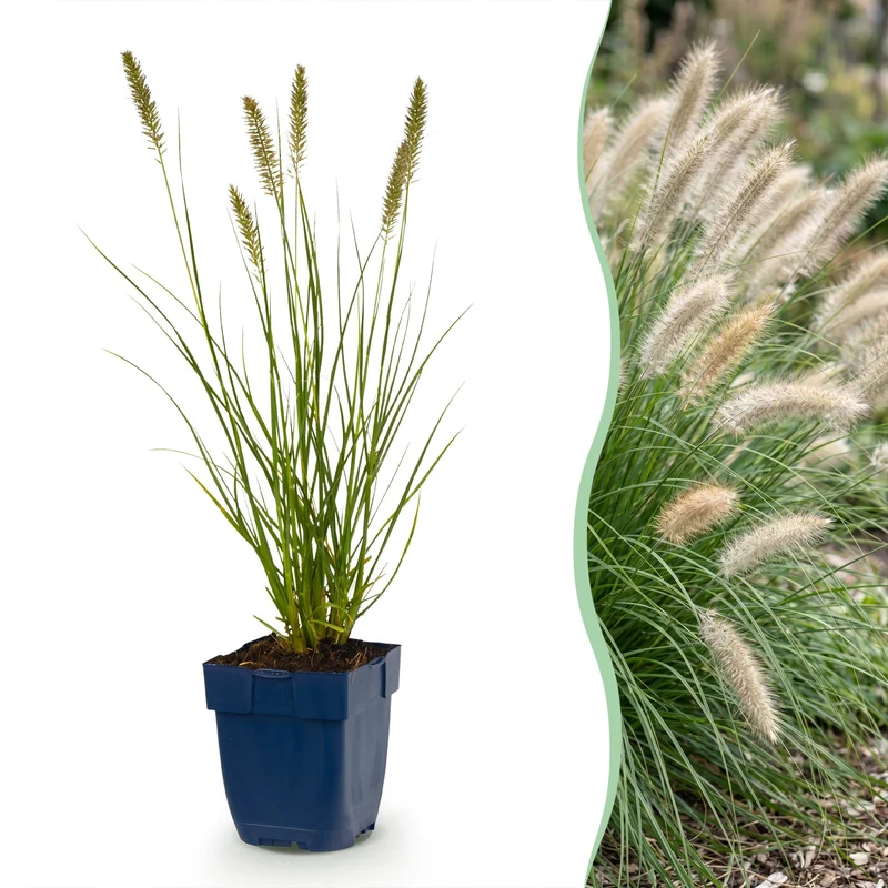 Pennisetum alop. Hameln - Lampenpoetsergras - Met Pluim - 12 Planten