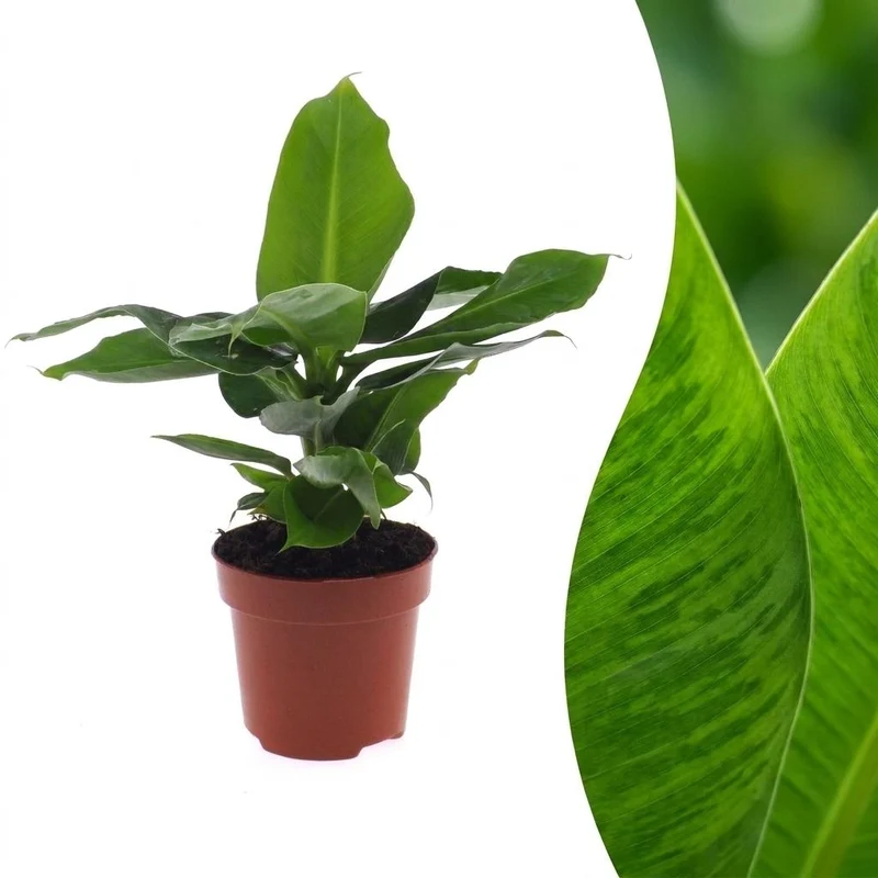 Musa Oriental Dwarf - Dwergbanaan