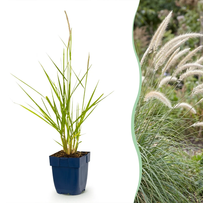 Pennisetum or. Fairy Tales - Lampenpoetsergras - Met Pluim - 12 Planten