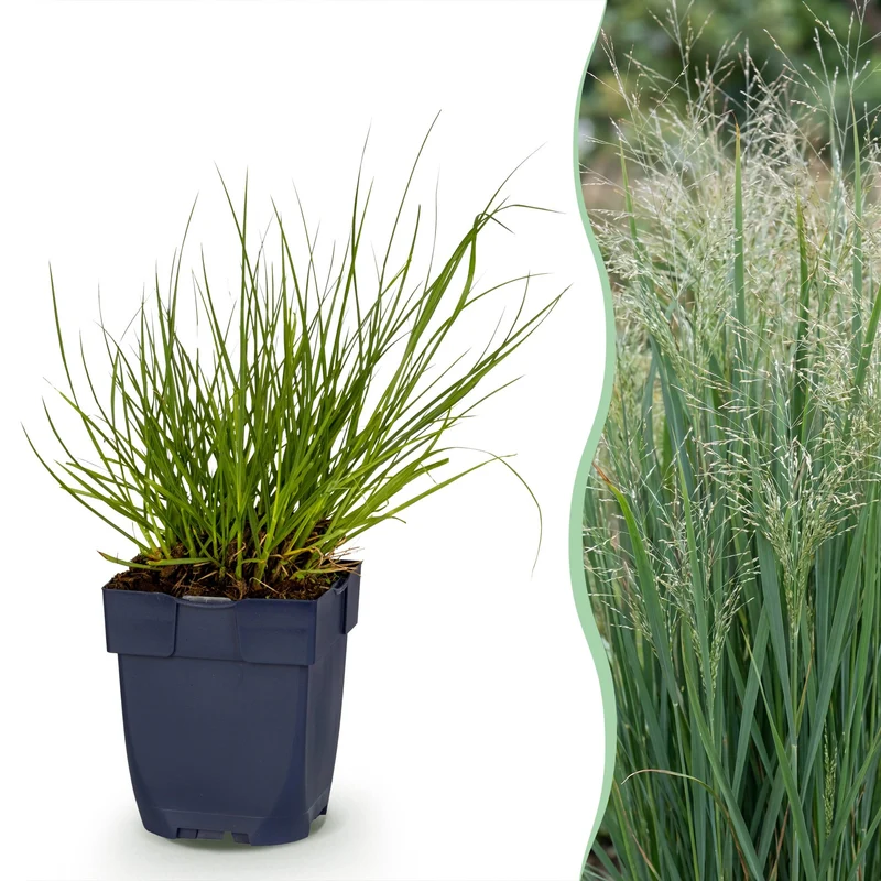 Panicum virg. Northwind - Prairiegraan - Met Pluim