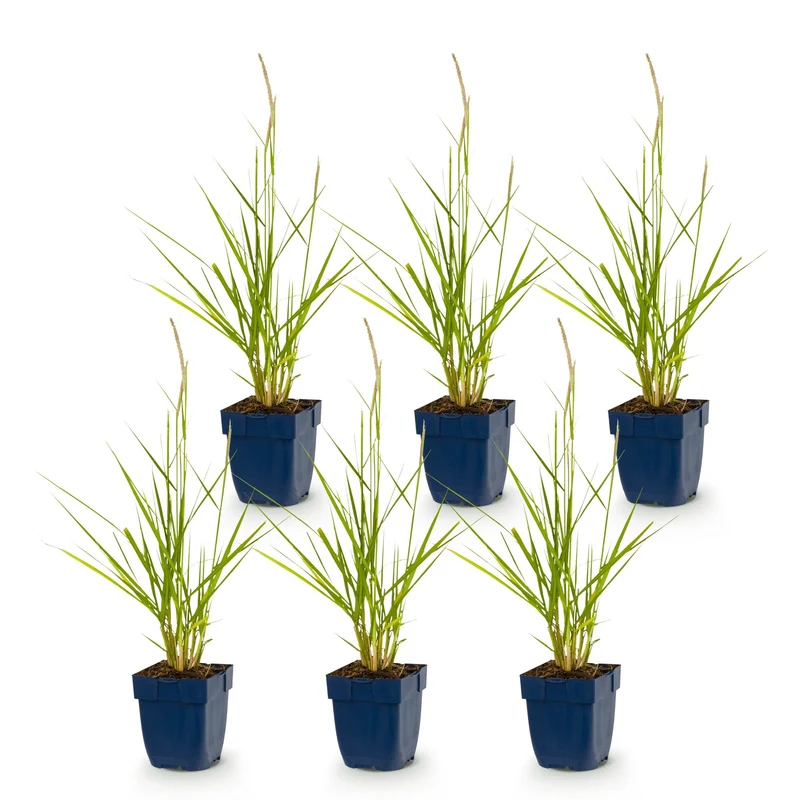 Pennisetum or. Fairy Tales - Lampenpoetsergras - Met Pluim - 6 Planten