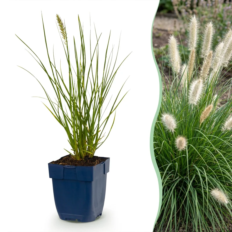 Pennisetum alop. Little Bunny - Lampenpoetsergras - Met Pluim - 12 Planten