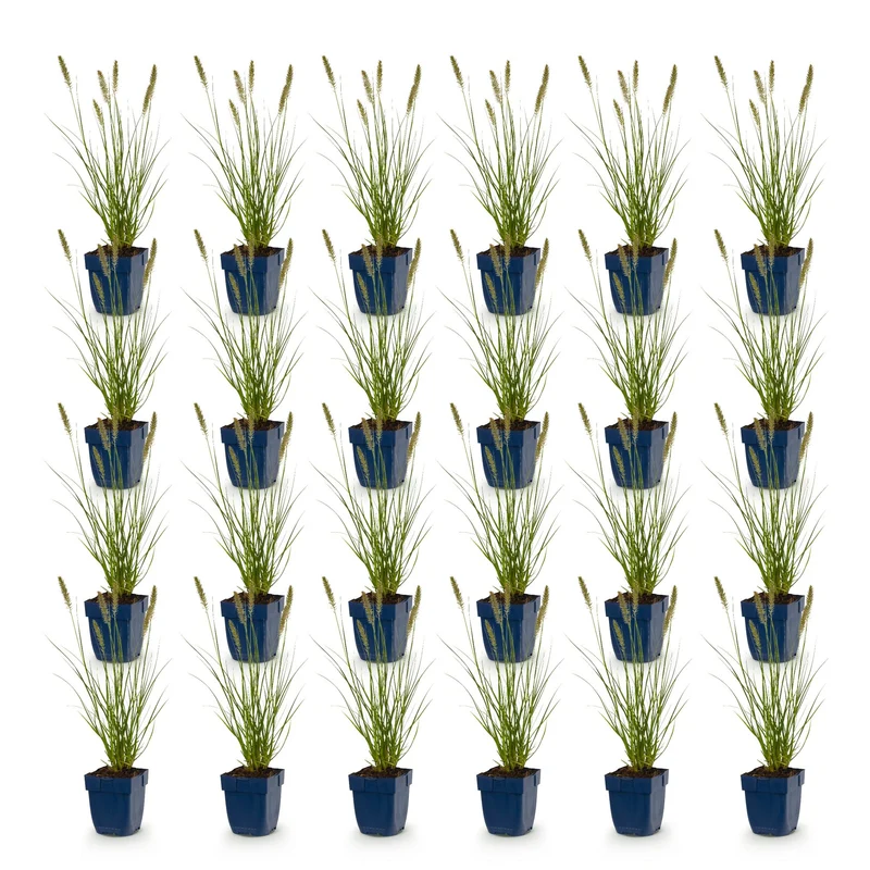 Pennisetum alop. Hameln - Lampenpoetsergras - Met Pluim - 24 Planten