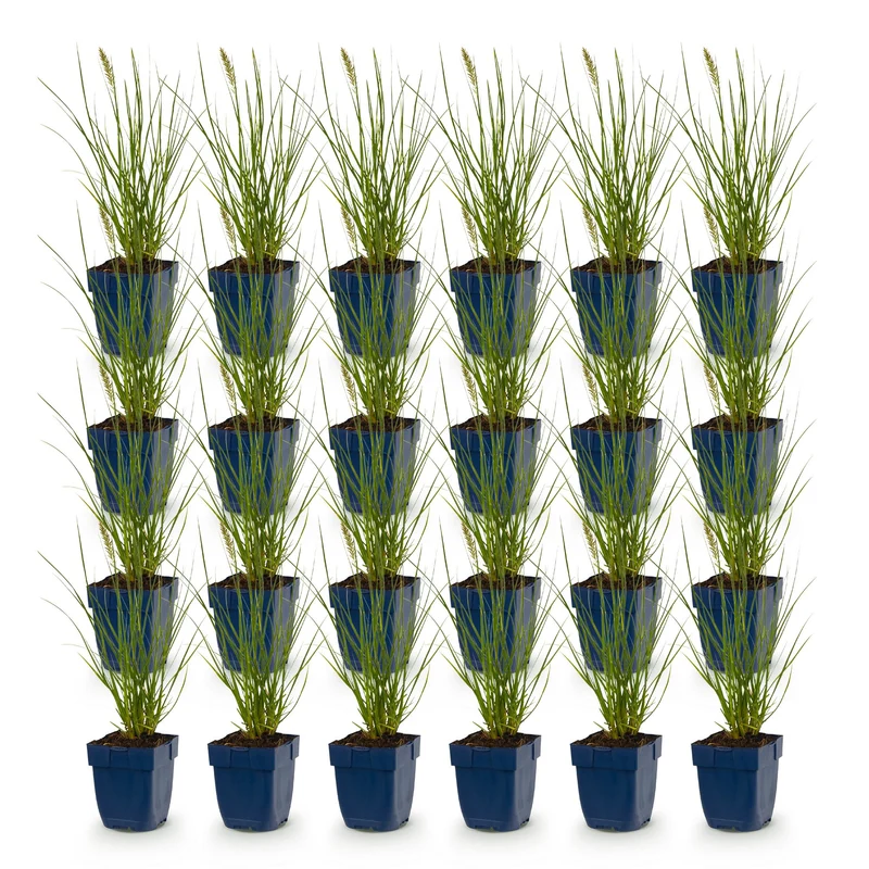 Pennisetum alop. Little Bunny - Lampenpoetsergras - Met Pluim - 24 Planten