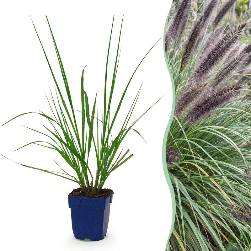Pennisetum alop. Black Beauty - Lampenpoetsergras - Met Pluim - 24 Planten