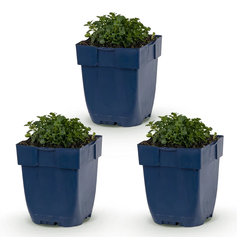 Campanula portenschlagiana - Perzikbladklokje - Bodembedekkend - Roze - 3 Planten