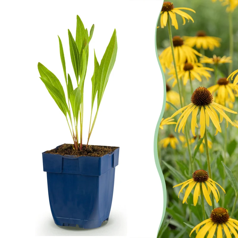 Echinacea paradoxa - Zonnehoed - Geel - 12 Planten