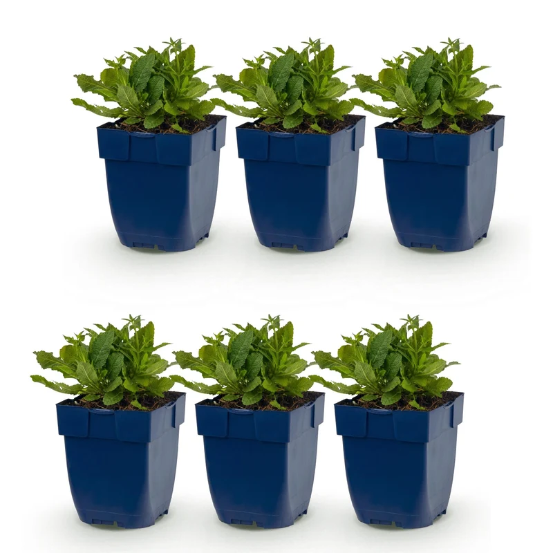 Salvia nem. Schneehügel - Salie - Wit - 6 Planten