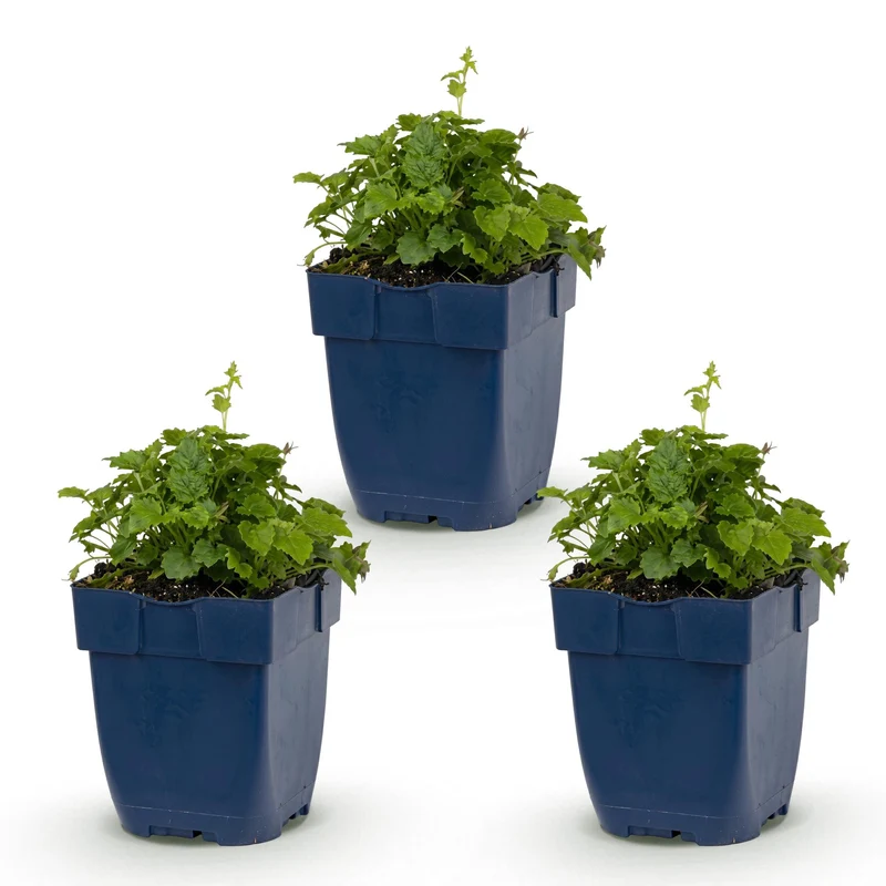 3x Campanula poscharskyana Lisduggan Variety - Servisch klokje