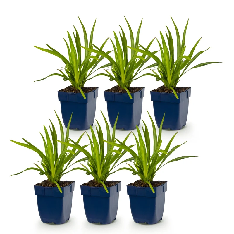 Liatris spicata - Lampenkruid - Paars - 6 Planten