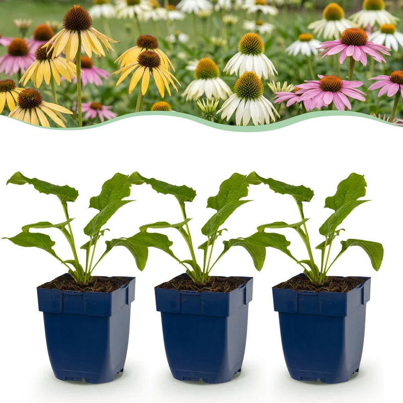 Echinacea Tricolour - Zonnehoed - Geel - Roze - Wit - 6 Planten