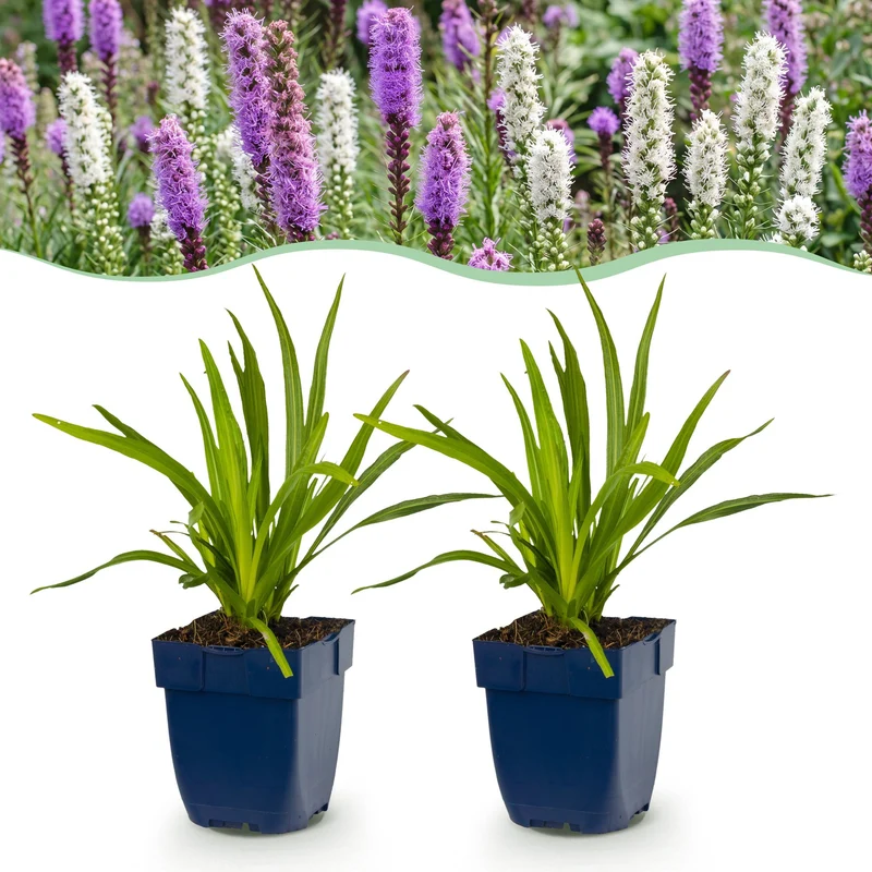 Liatris Duo - Lampenpoetserplant - Roze - Wit - 12 Planten