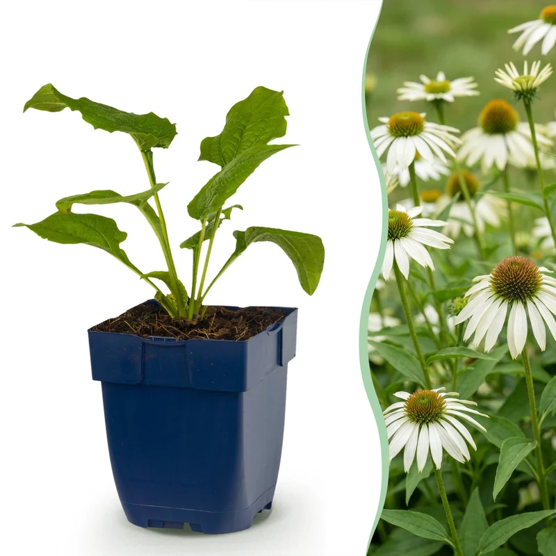 Echinacea purp. Alba - Zonnehoed - Wit - 24 Planten