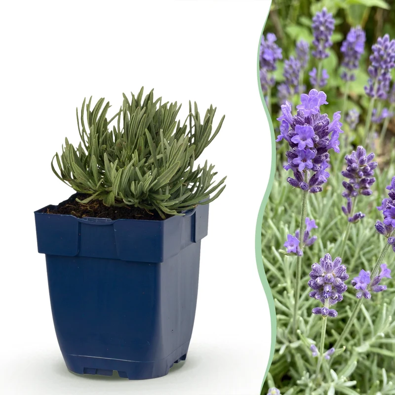 Lavandula ang. Dwarf Blue - Lavendel - Geurend - Paars - 12 Planten