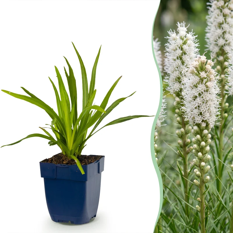 Liatris spicata Alba - Lampenkruid - Wit - 12 Planten