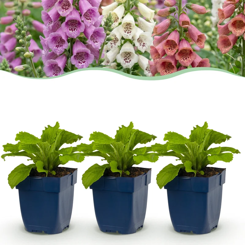 Digitalis Tricolour - Vingerhoedskruid - Schaduw - Roze - Paars - Wit - 6 Planten