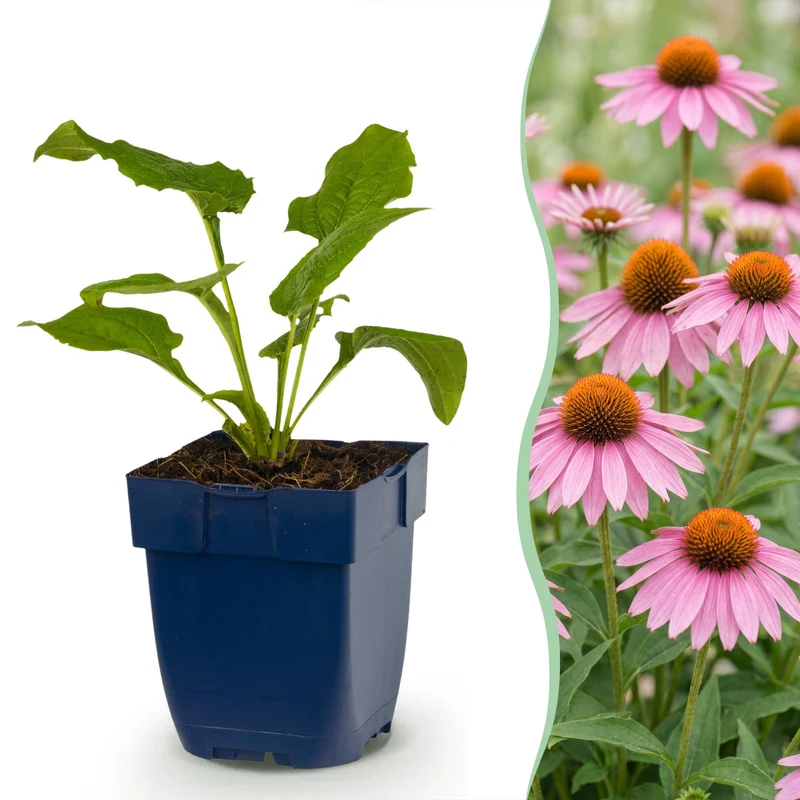 Echinacea purp. Magnus - Zonnehoed - Roze - 24 Planten