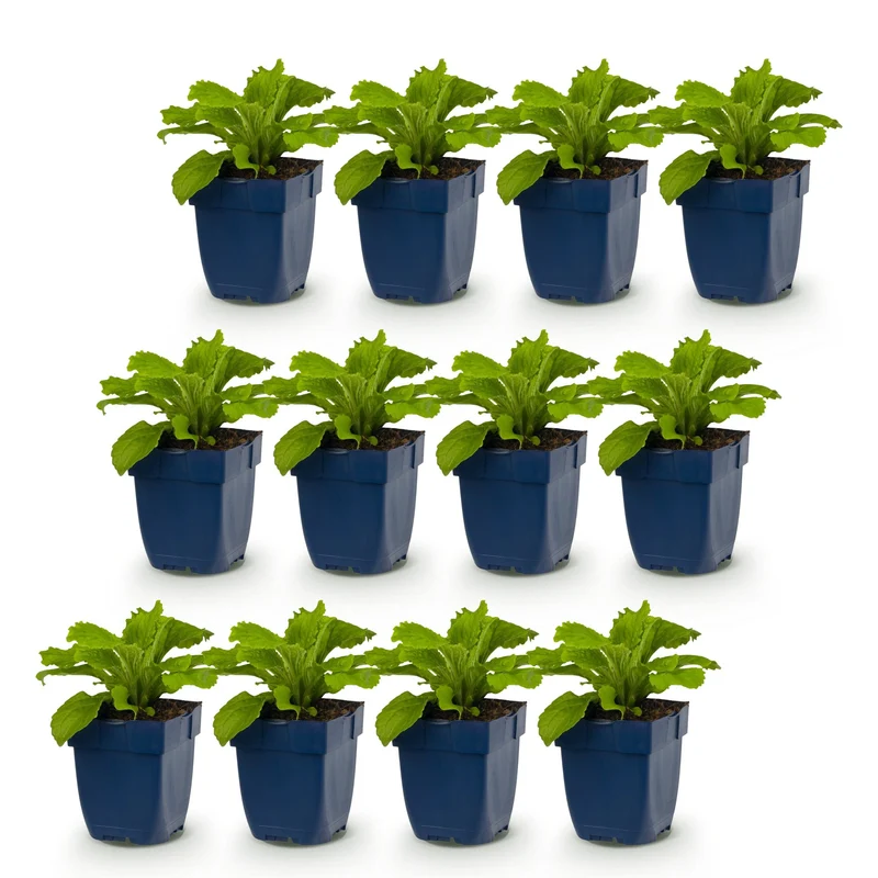 Digitalis Tricolour - Vingerhoedskruid - Schaduw - Roze - Paars - Wit - 12 Planten